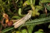 Euchorthippus chopardi: Männchen (französische Ostpyrenäen, 200m NN, unterhalb Tour de Madeloc, Oktober 2013) [N]